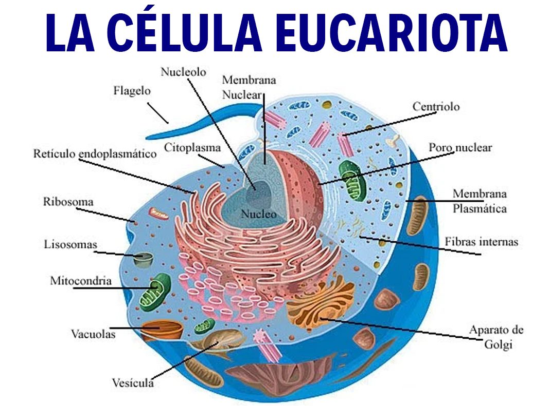 Células Eucariotas Y Procariotas Nicaragua Educa 3391